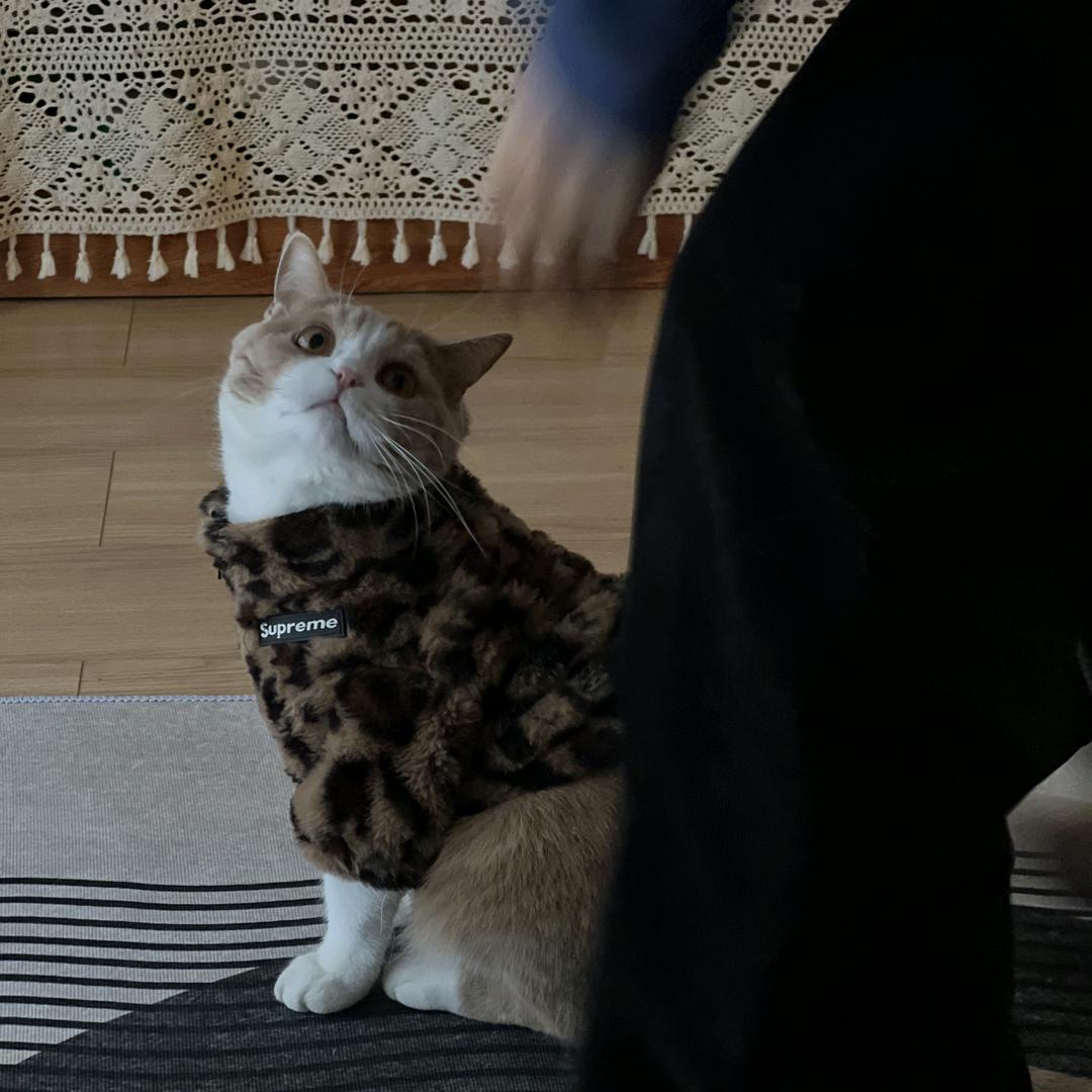 趴在后院嗦鸡屎