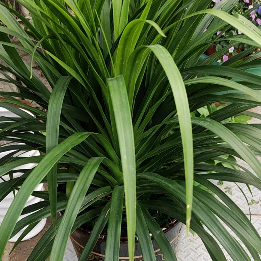 柠檬