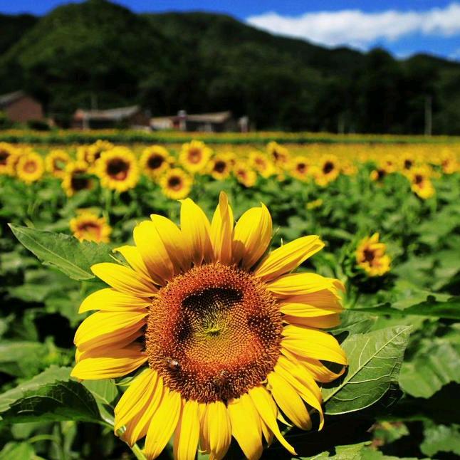 Ꭽℯ⃝四季ঞ安然꧔ꦿ᭄