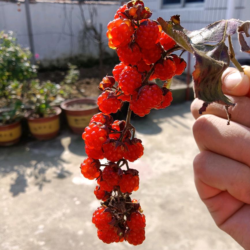 花儿开罒