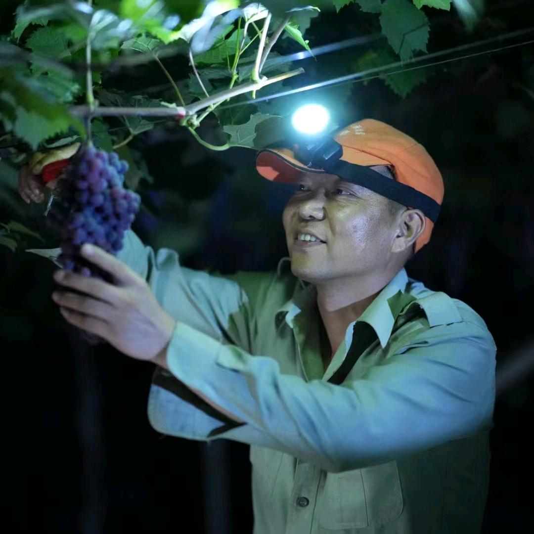 迪口夏黑葡萄