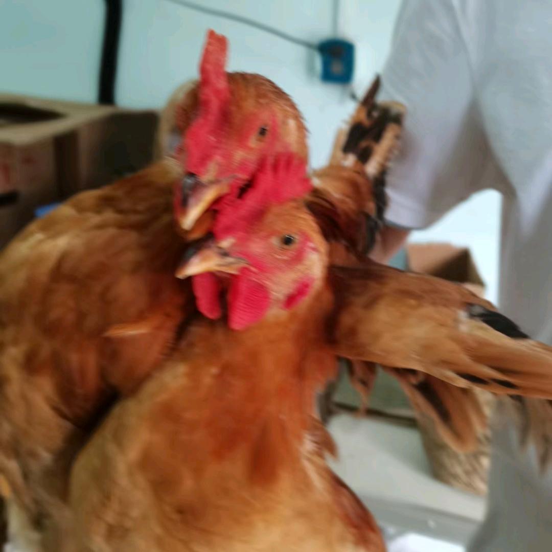 农村喜喜农副产品