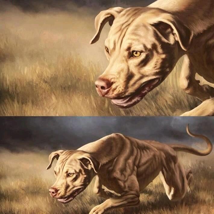 猛犬爱好者   凌