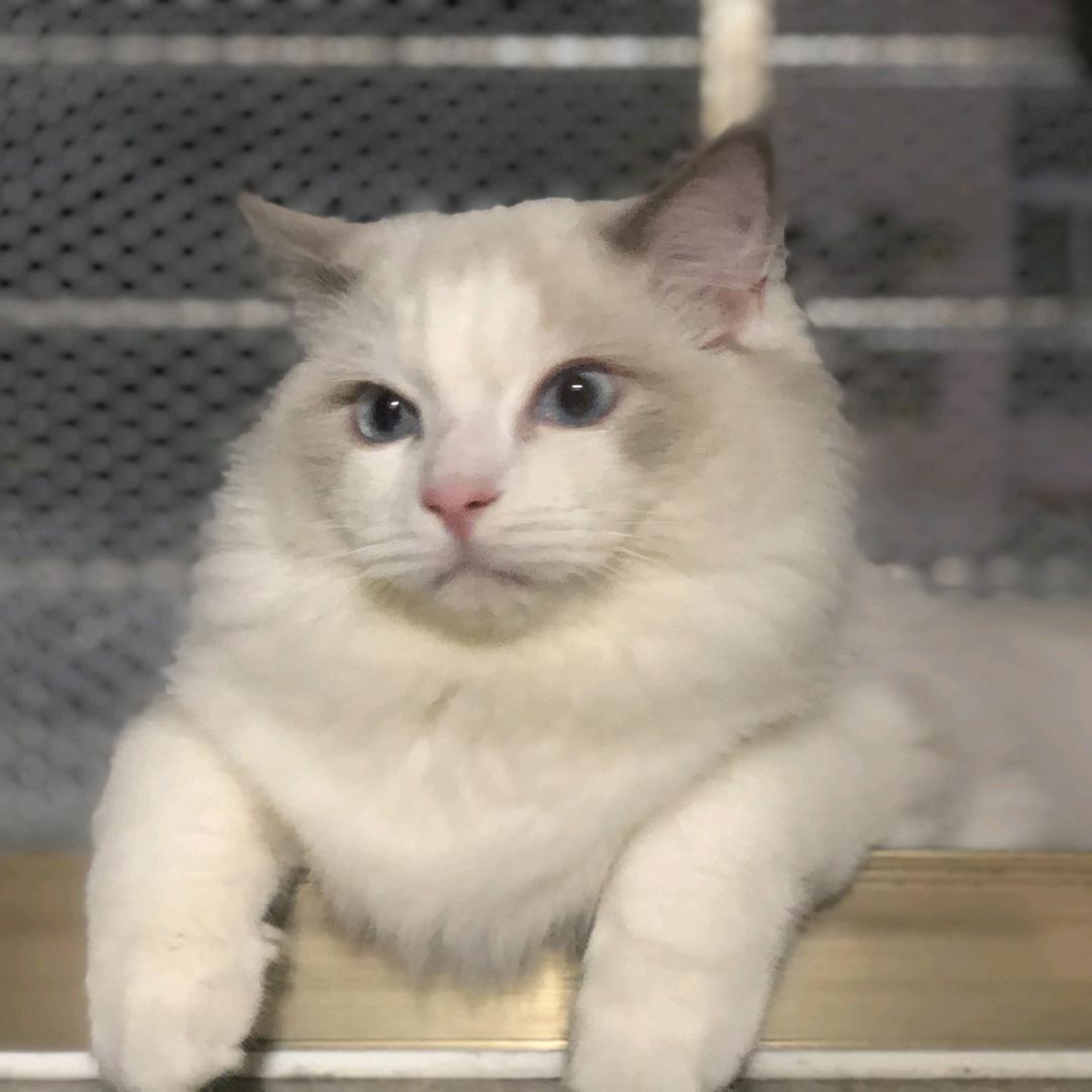 拖拖拉拉推推扯扯🐯