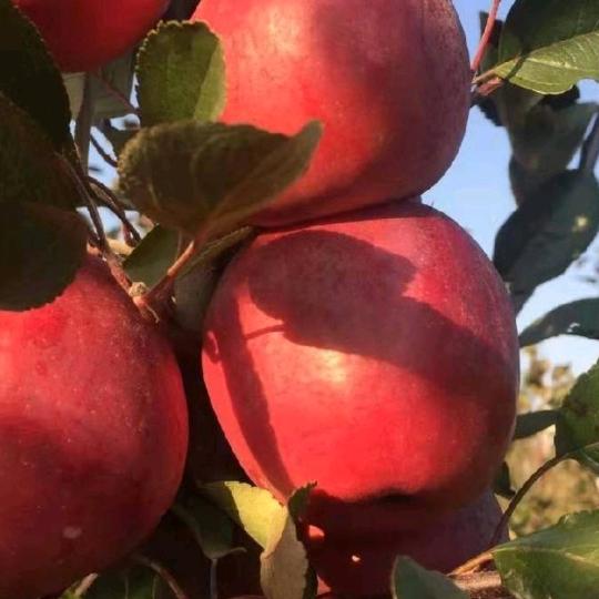 新疆，麦盖提县民峰特色果业家庭农场