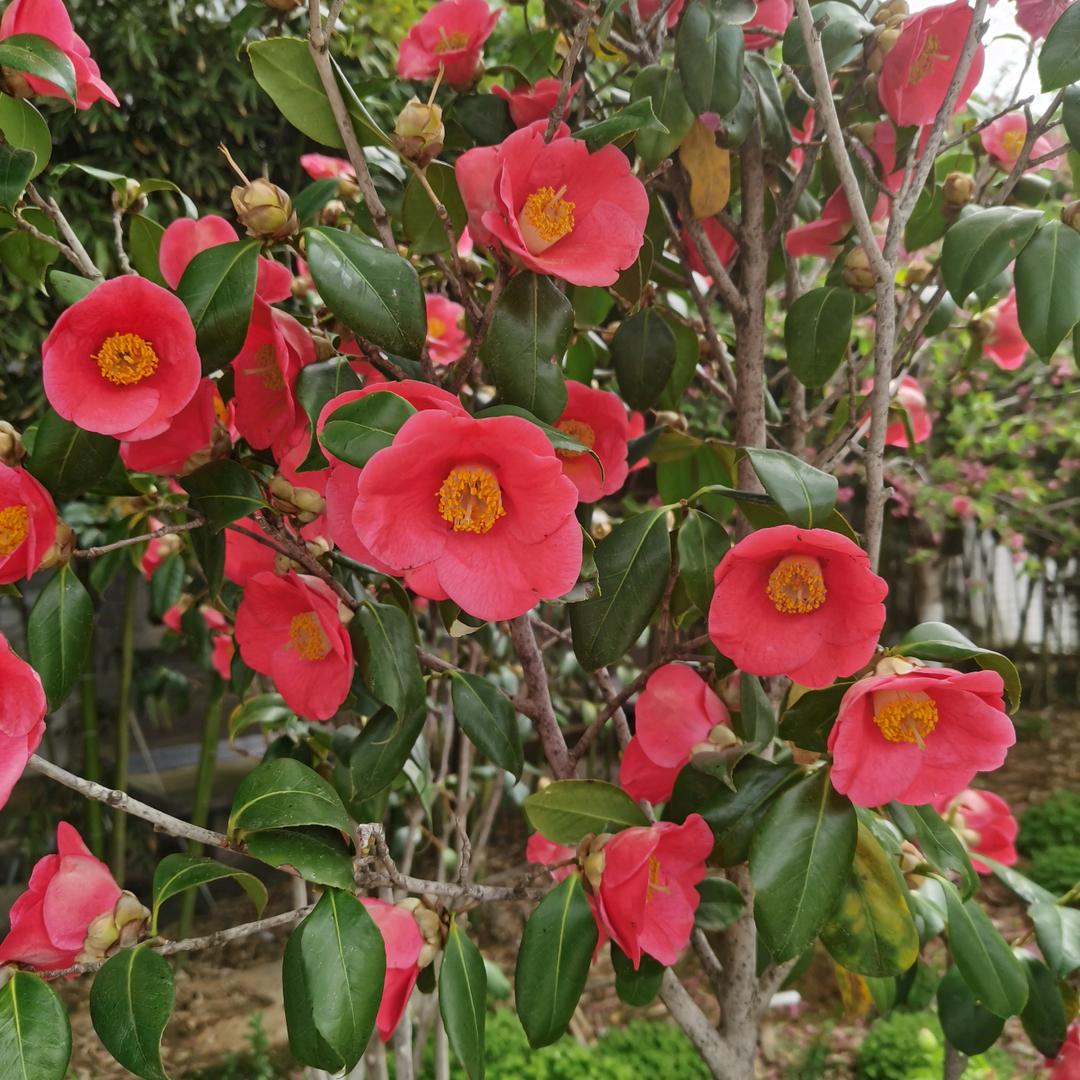 宝琴女子养生馆(行政南路店)直播号