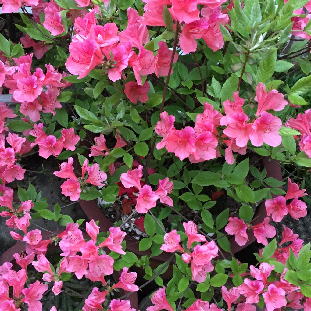 花木兰