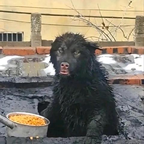 我阐释你的梦