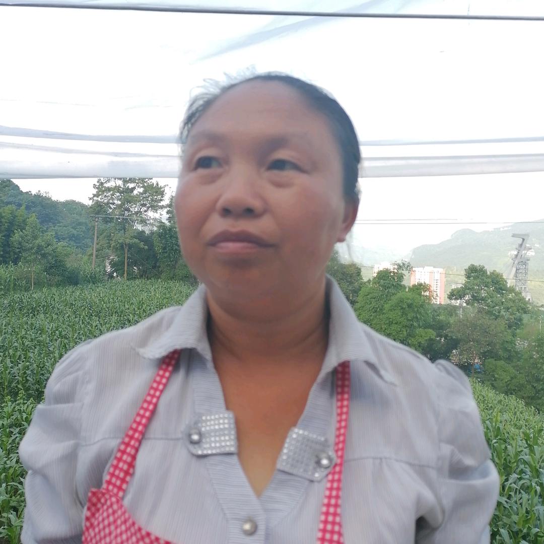 完美人家