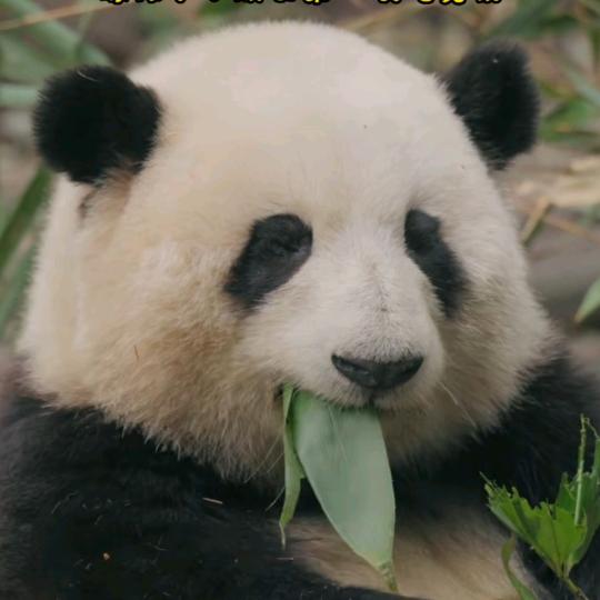 欧皇网游工作室