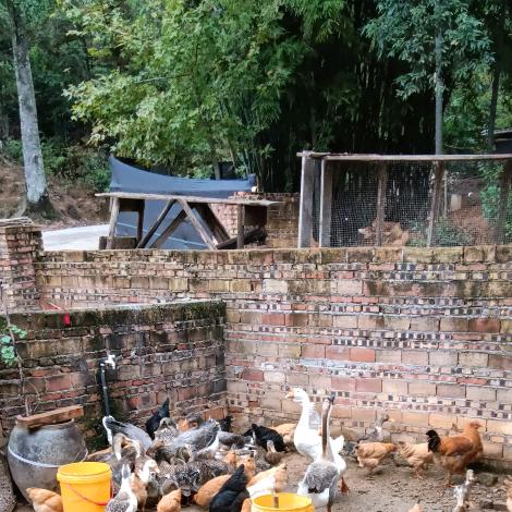 高发塘土鸡鸭鹅（庄六月）