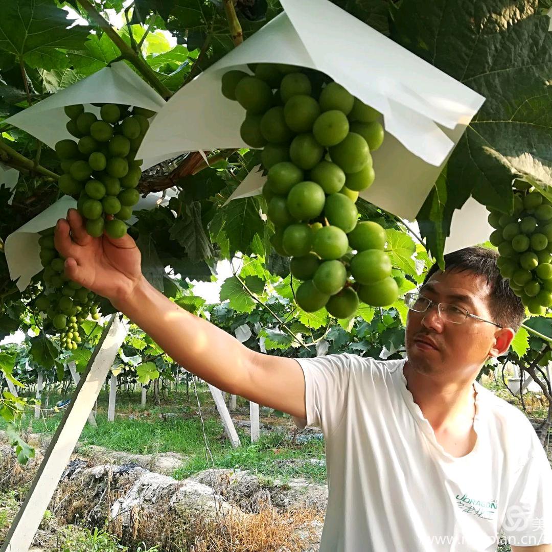 元贞葡萄帮刘意山