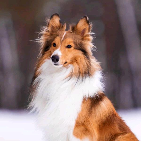 戴着眼镜的二狗子