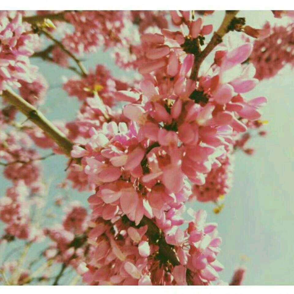 春暖花开