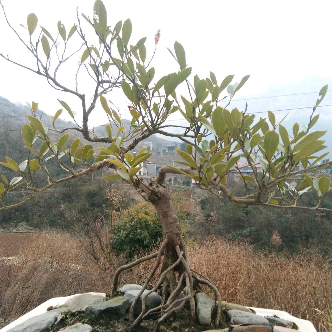 土家田伯p%^^8l?*00