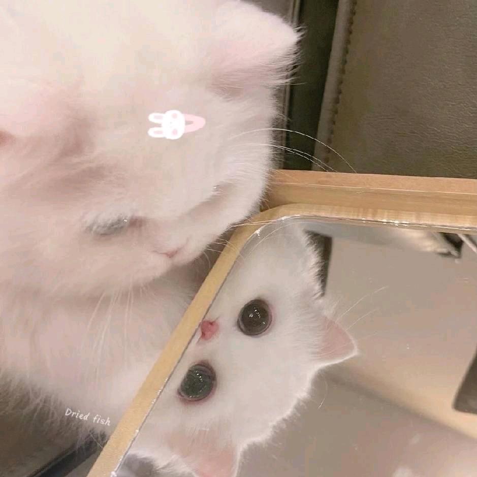 泡芙呀⁸⁸⁰⁸⁰