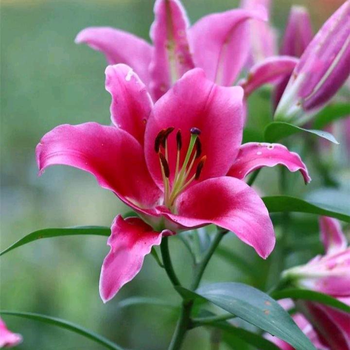 春天的花开了。