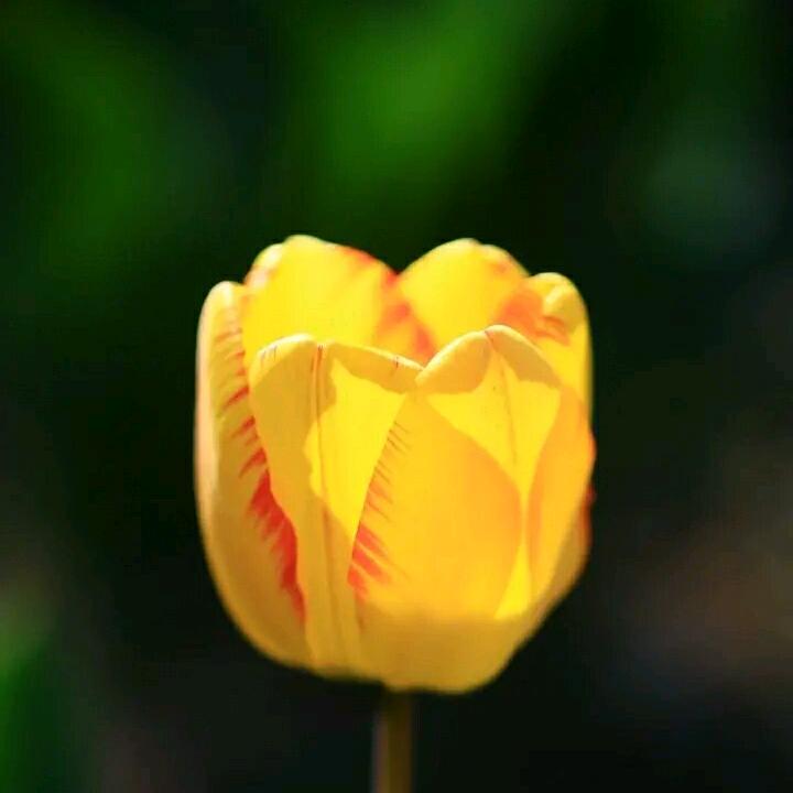 花开富贵🌾