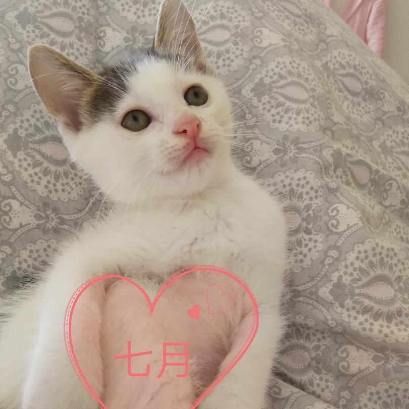 红姐姐的喵
