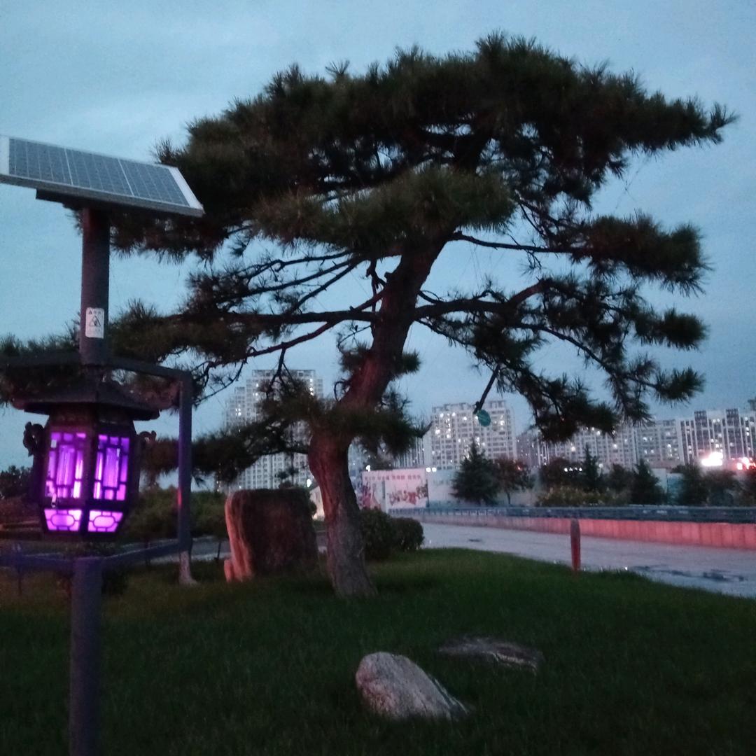 迎客松0205