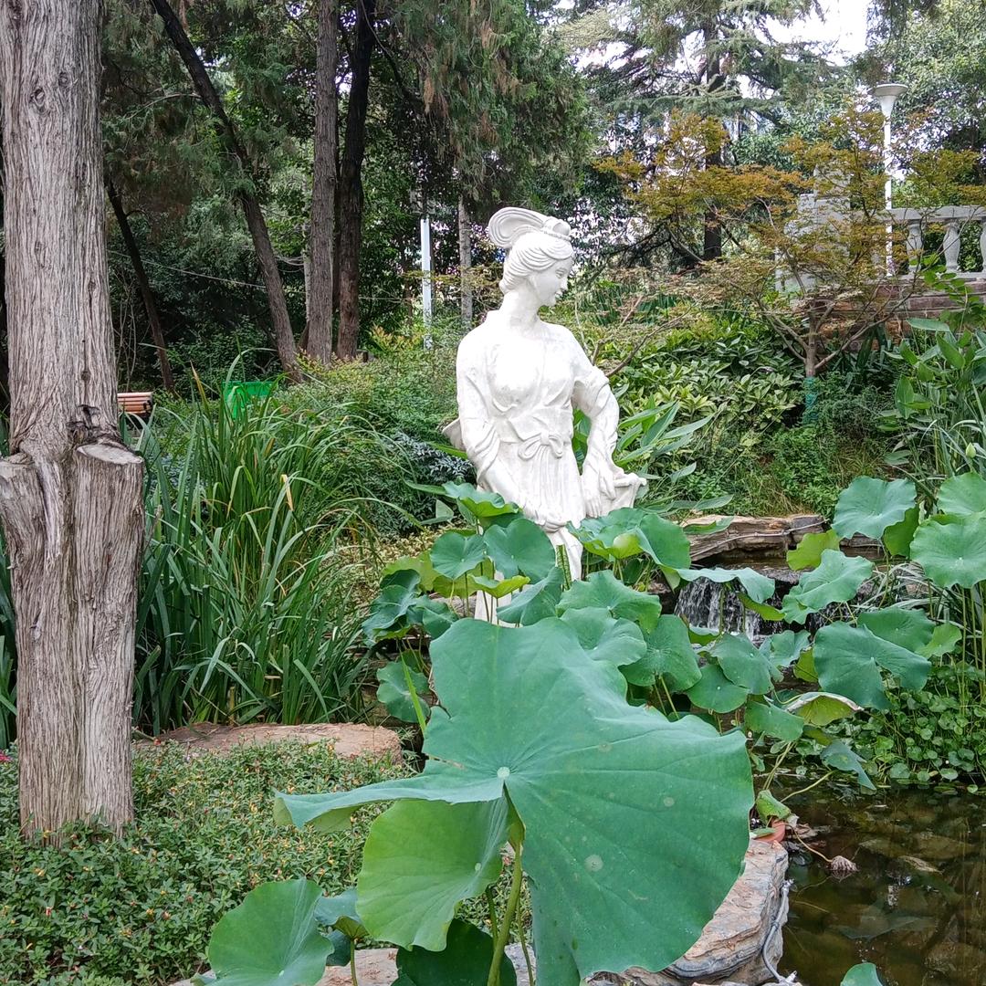 天竺葵℃