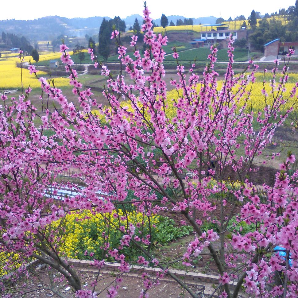未来的岁月