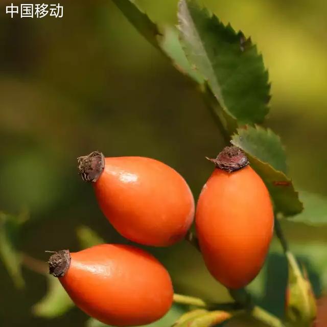 晨歌。
