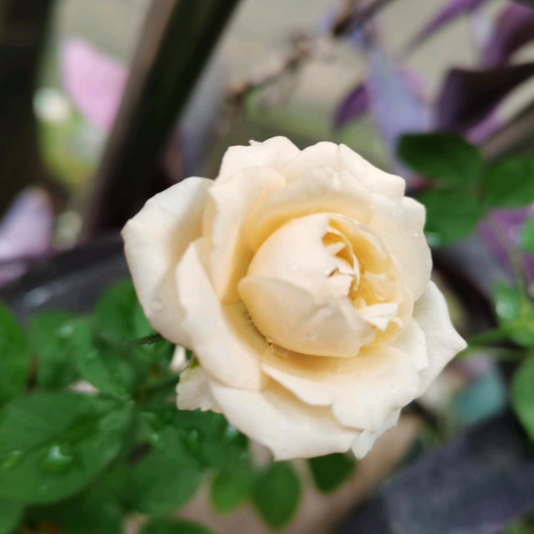 🌹念妳的浅笑🌹（橱窗有好物）