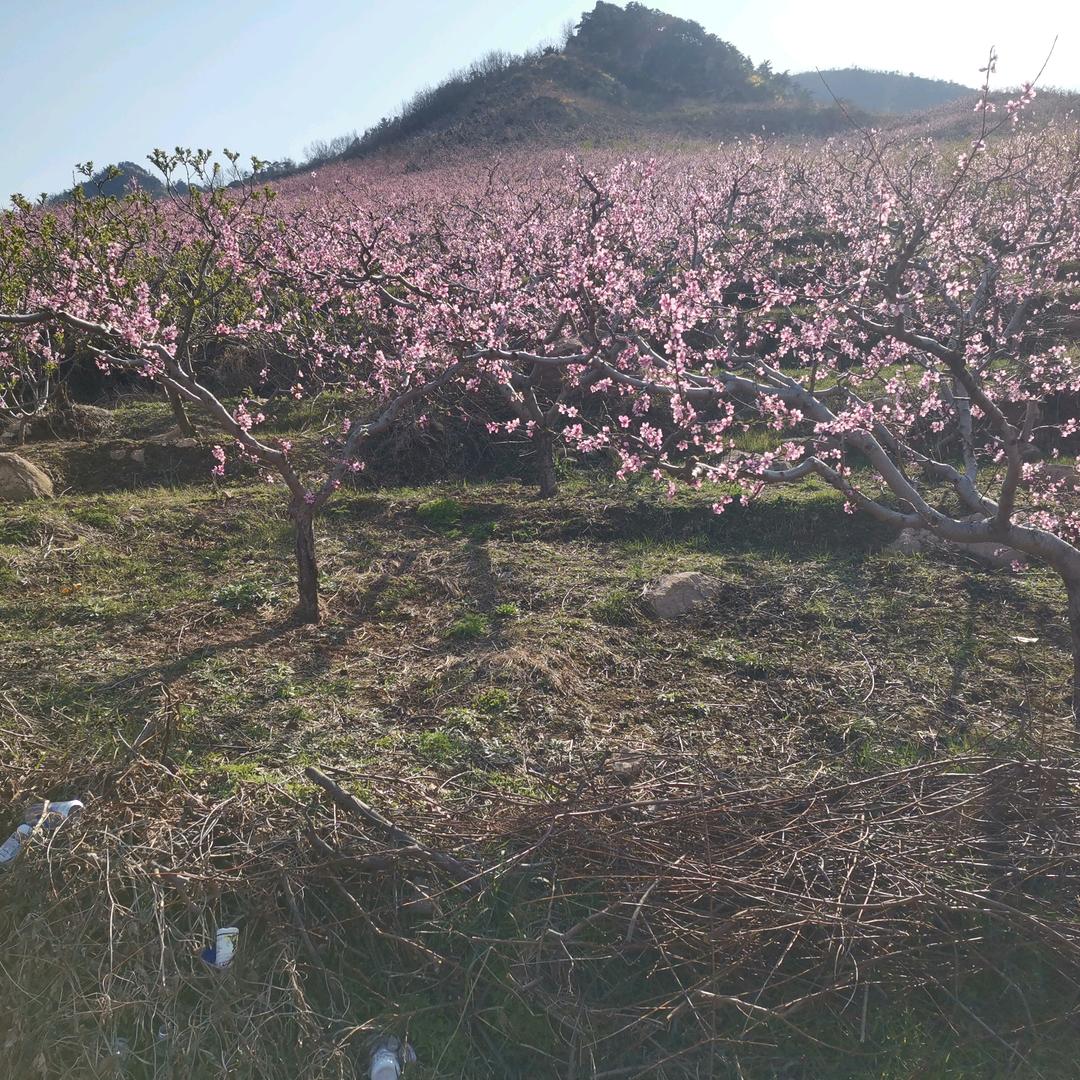左冷馋