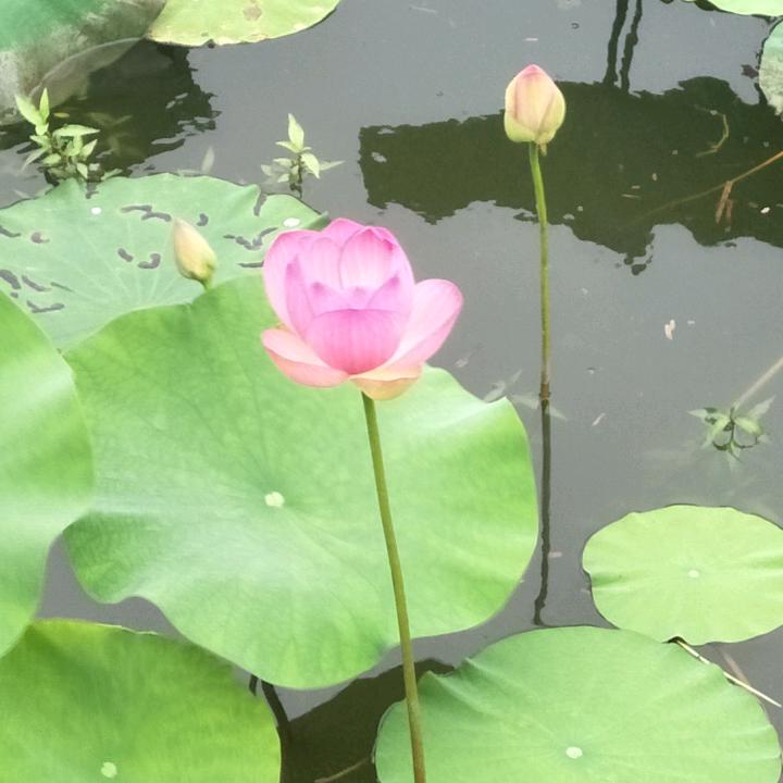 开心