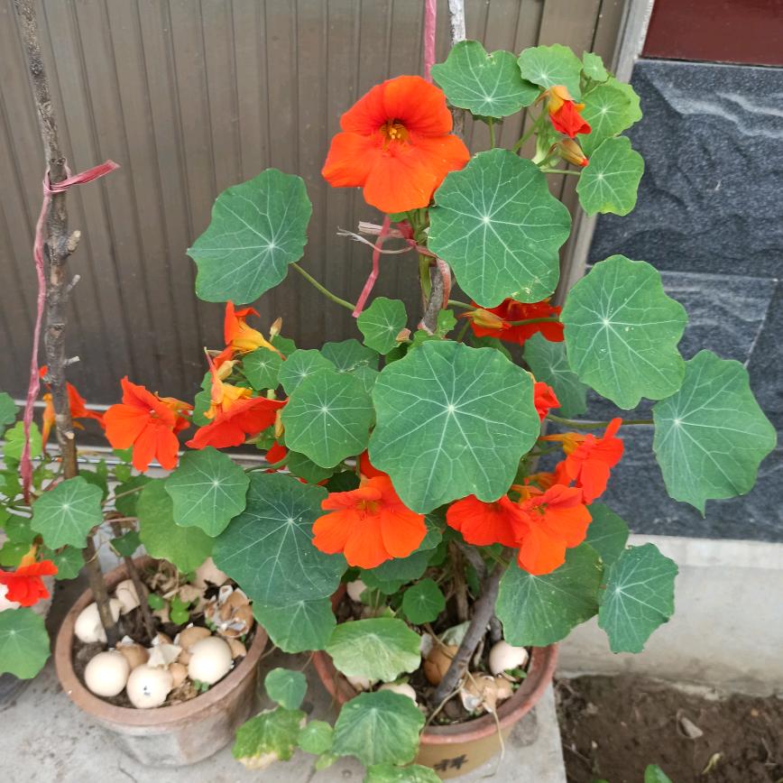 障城泰东炖鸡店