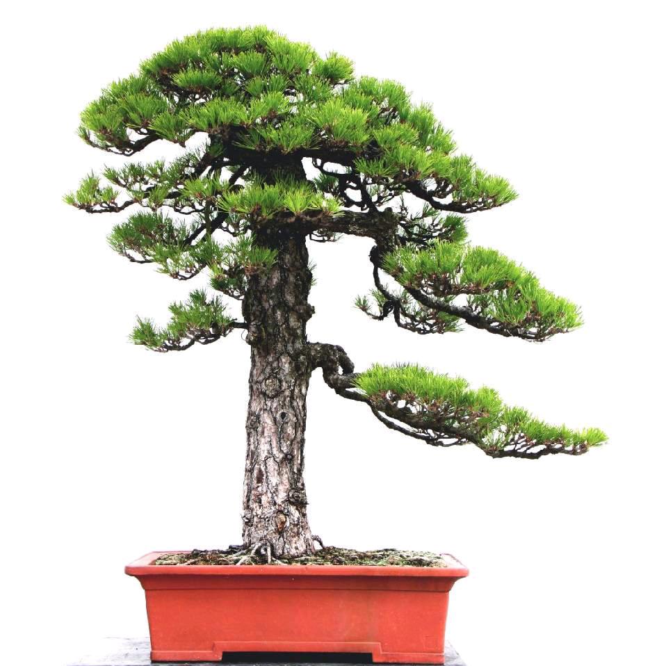 郯城王大虫精品黑松盆景地景专供