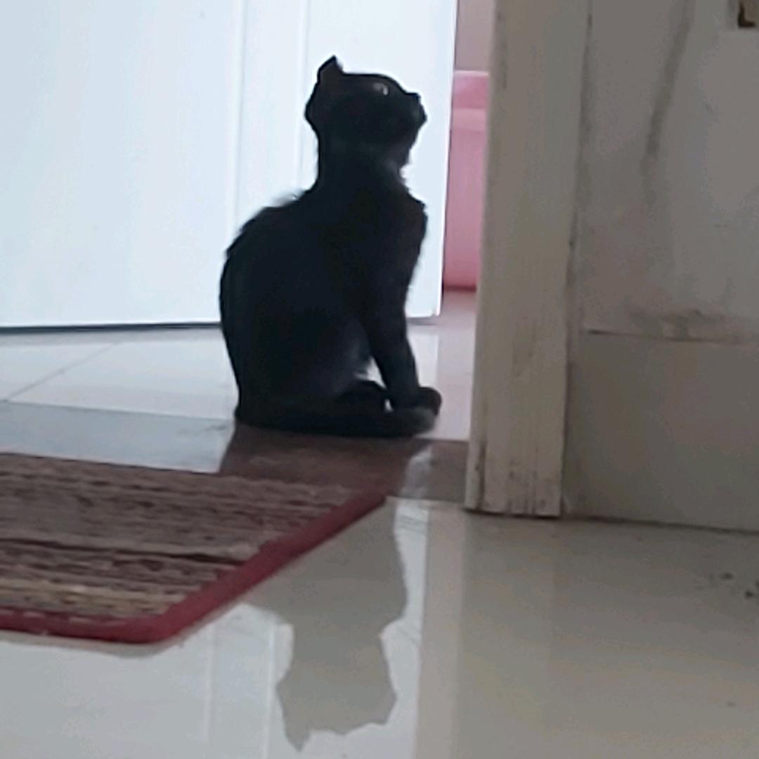 萱