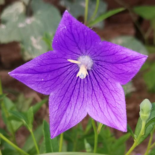 卿卿花眉