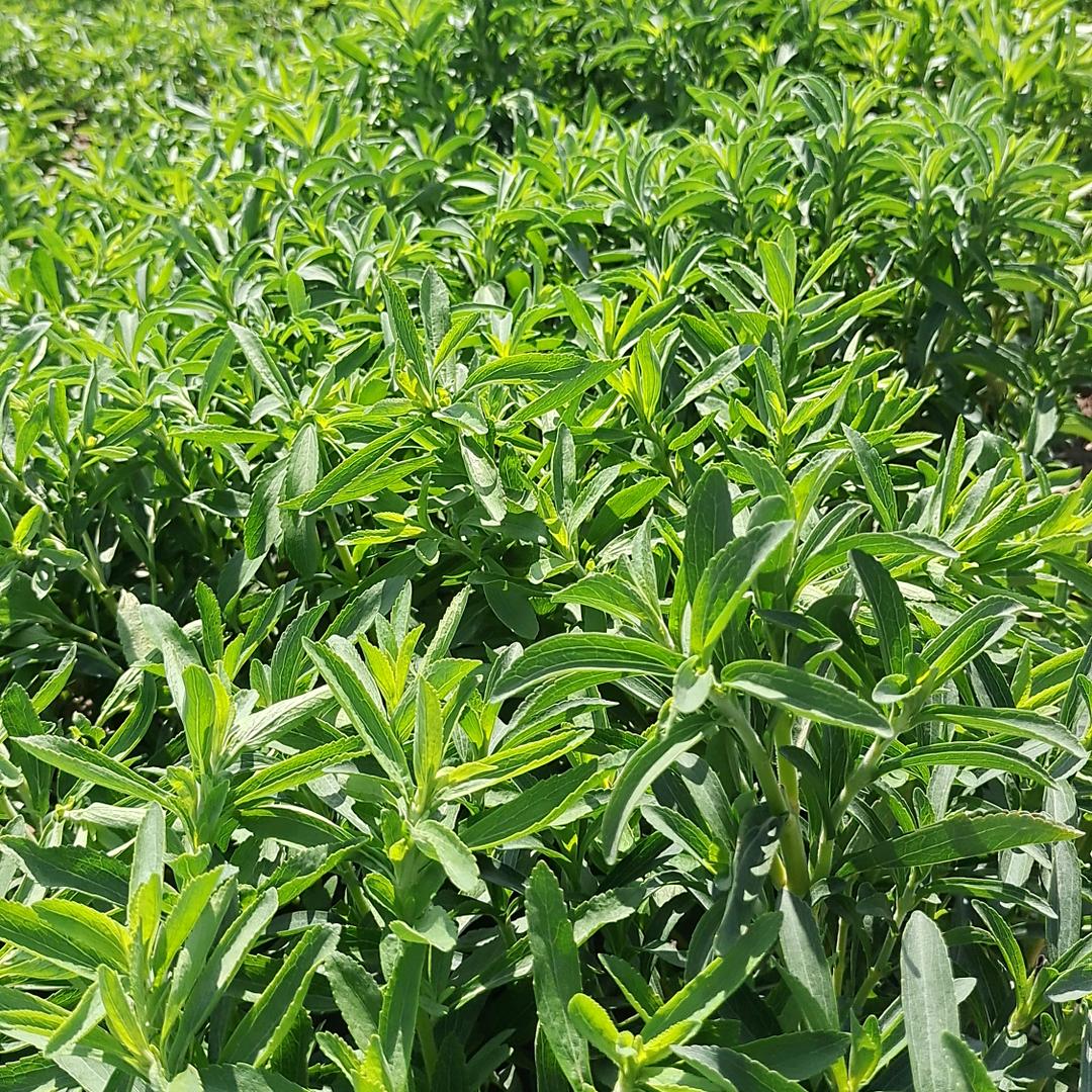 甜蜜事业引领者