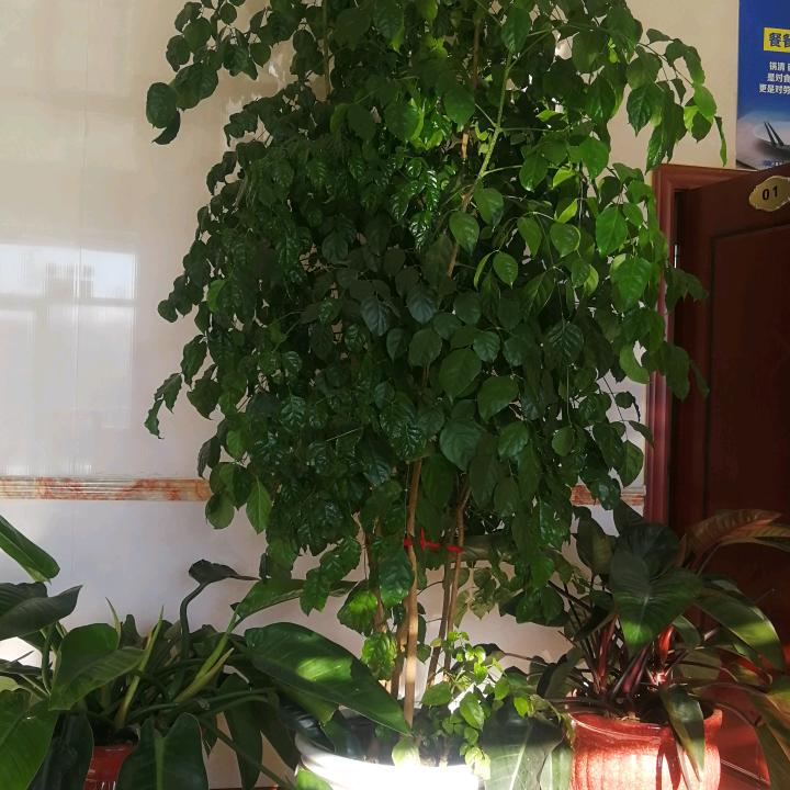 苦乐年华
