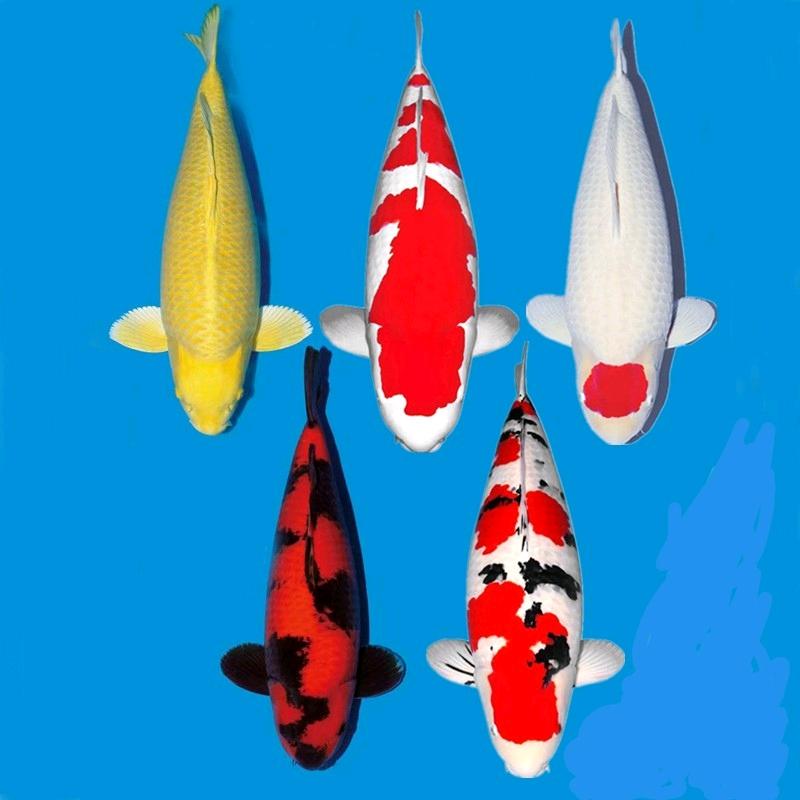 嘉兴锦顺锦鲤养殖基地