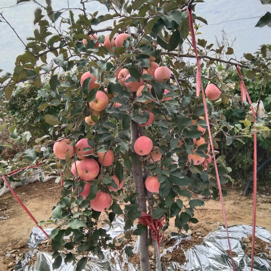 苹果哥（勿连赞谢谢）