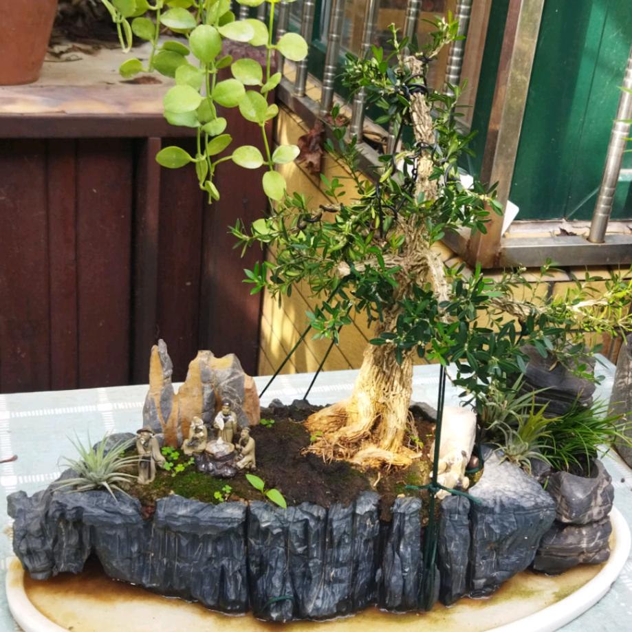 盆境桩苑