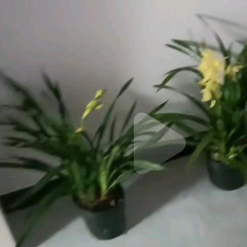 虎