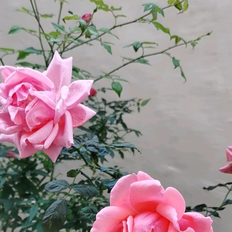 于玲玲