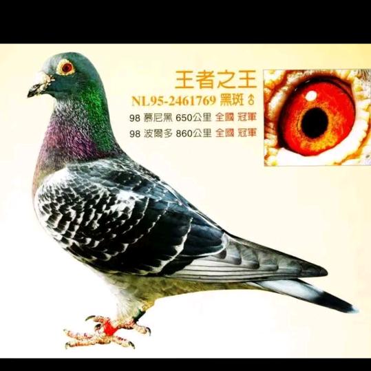 狼人*马帮