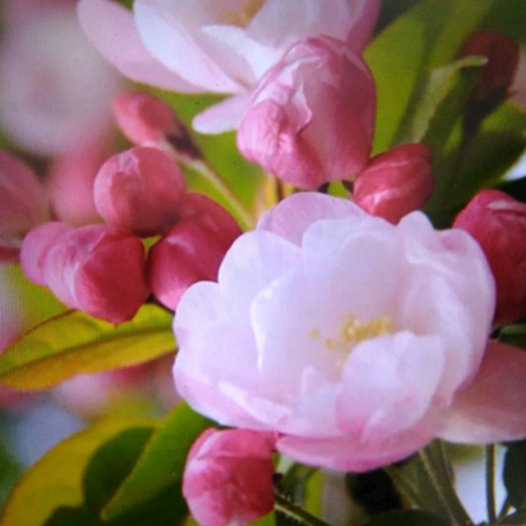 小燕子