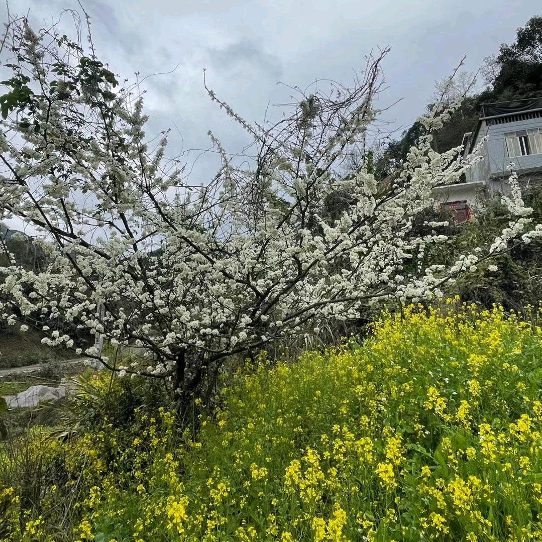 陈陈