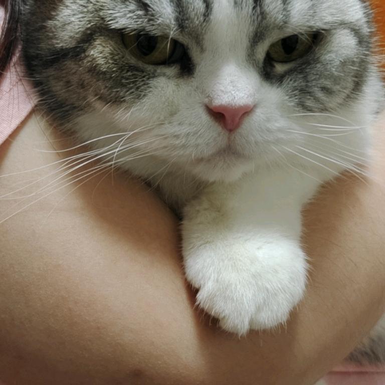 毛球