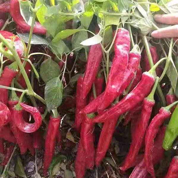 🌶🌶🌶