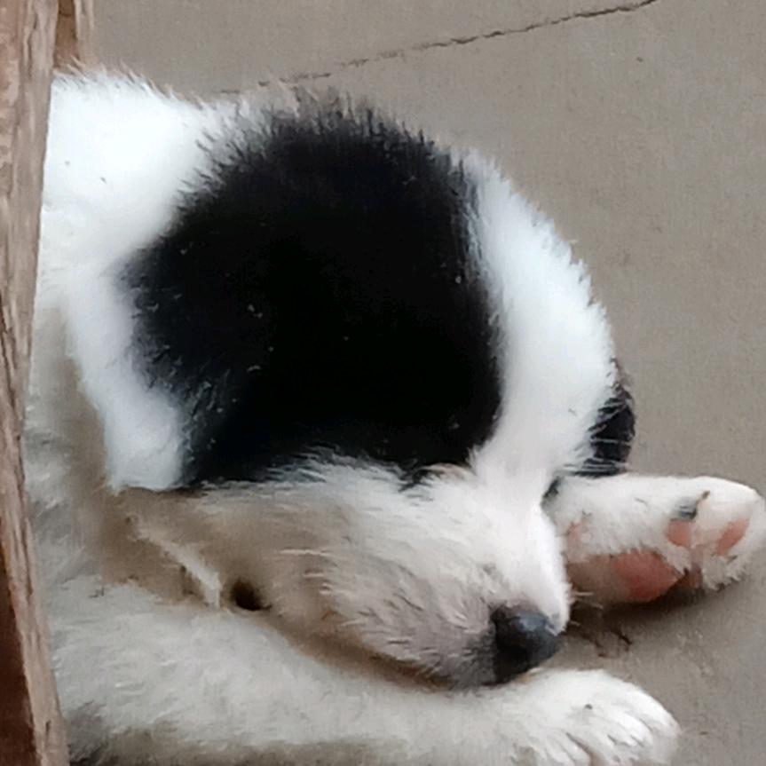 花儿朵朵为谁开