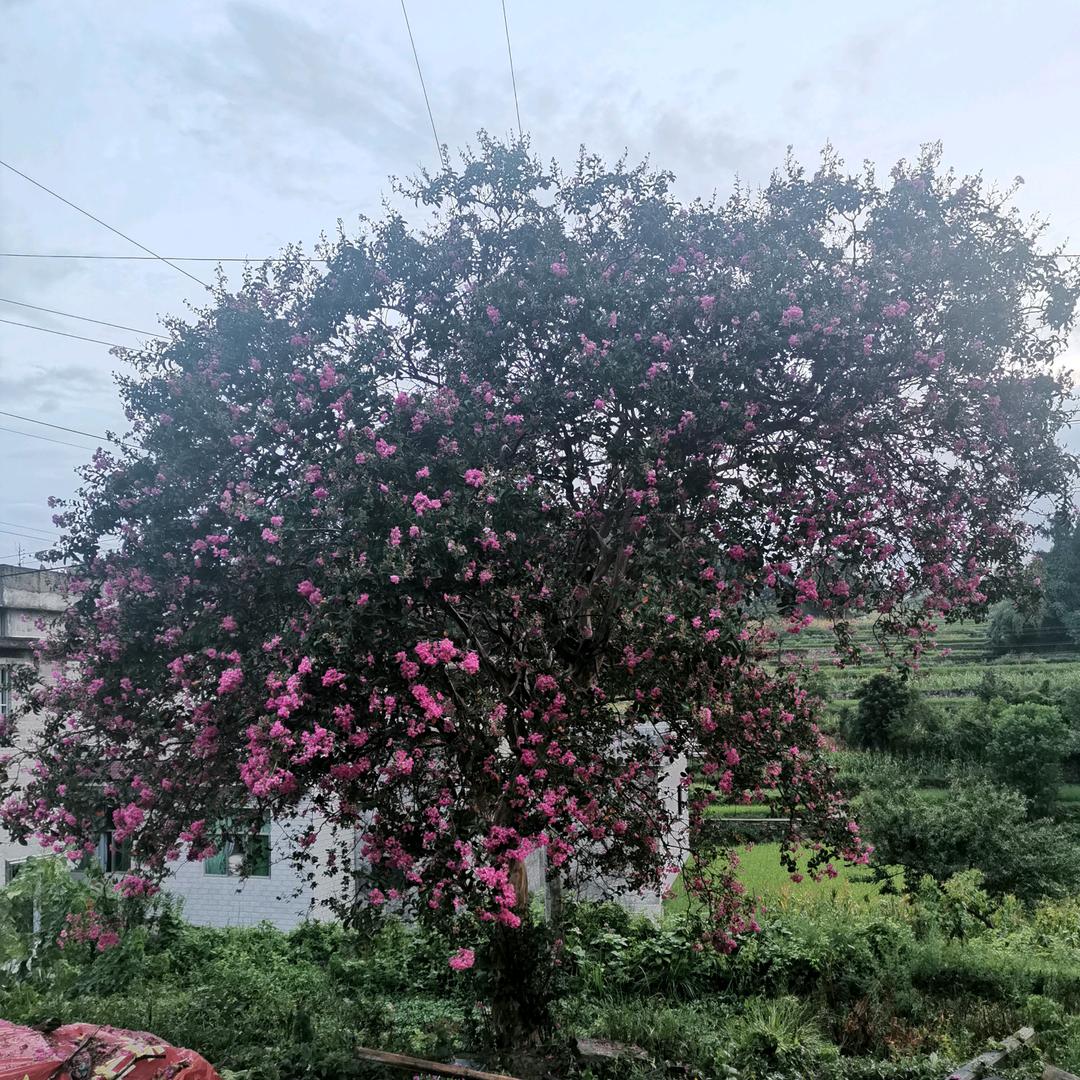 城乡代跑综合服务