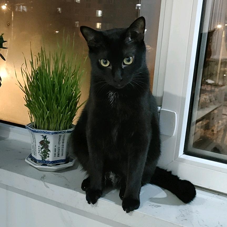 发财猫头像