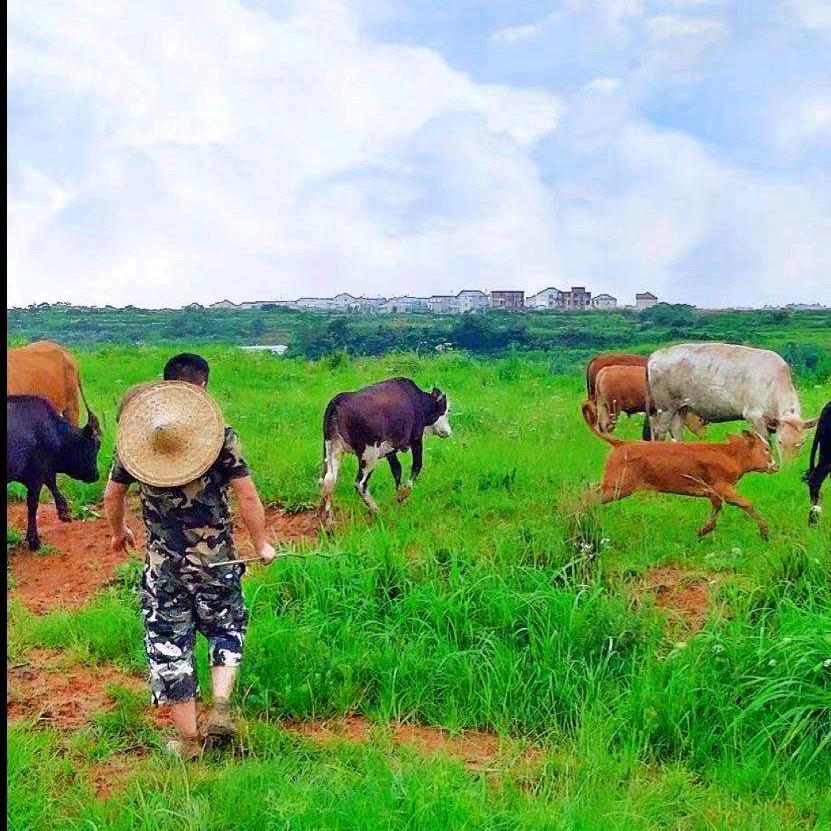 敏哥与牛🐮